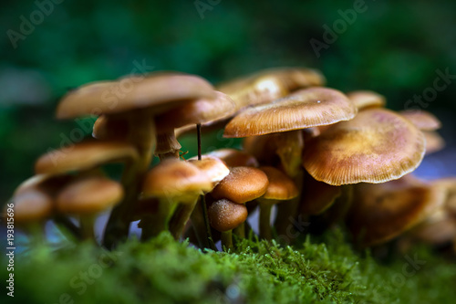 Honey mushrooms cluster photo