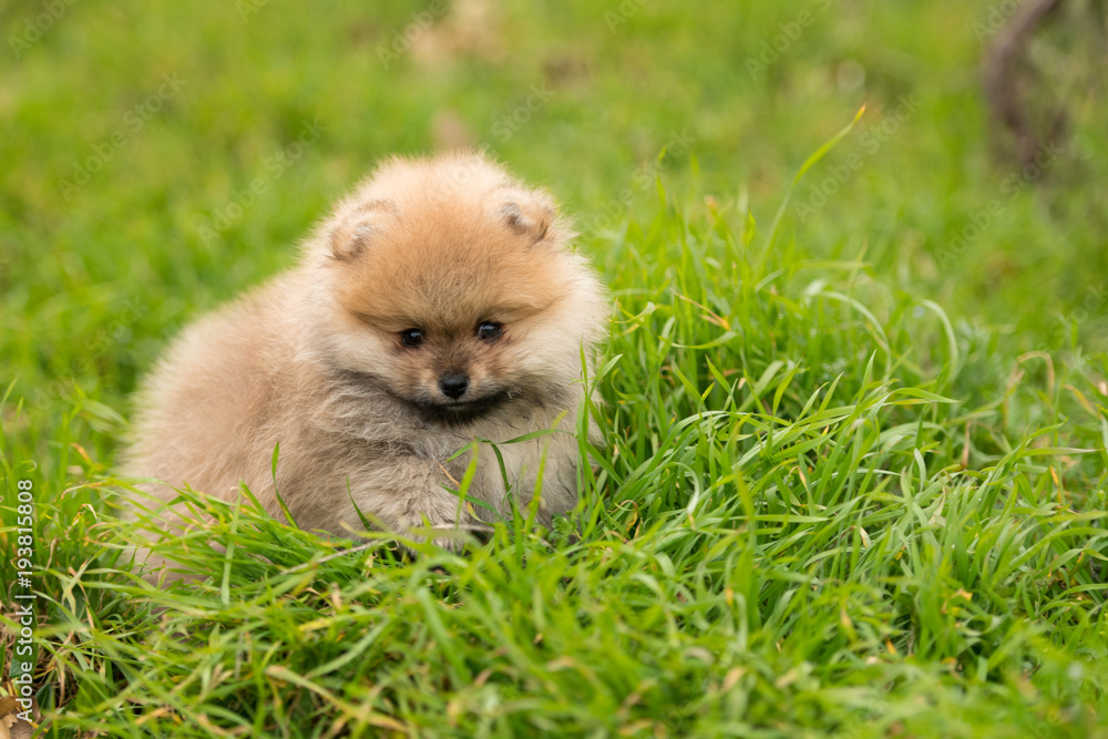 cute Little young pomeranian cob playing on grass outdoor cute Little young pomeranian cob playing on grass outdoor