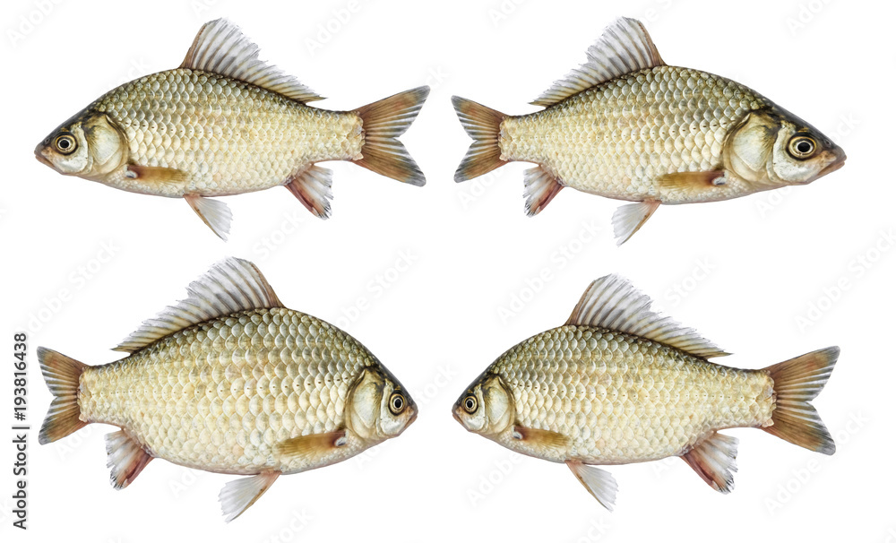 Isolated crucian carp set, a kind of fish from the side. River fish live, with flowing fins. Isolated crucian carp set, a kind of fish from the side. River fish live, with flowing fins.