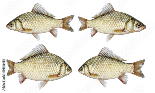 Isolated crucian carp set, a kind of fish from the side. River fish live, with flowing fins.