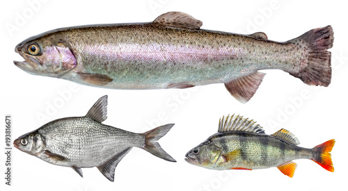 River isolated fish set, perch, bream, rainbow trout