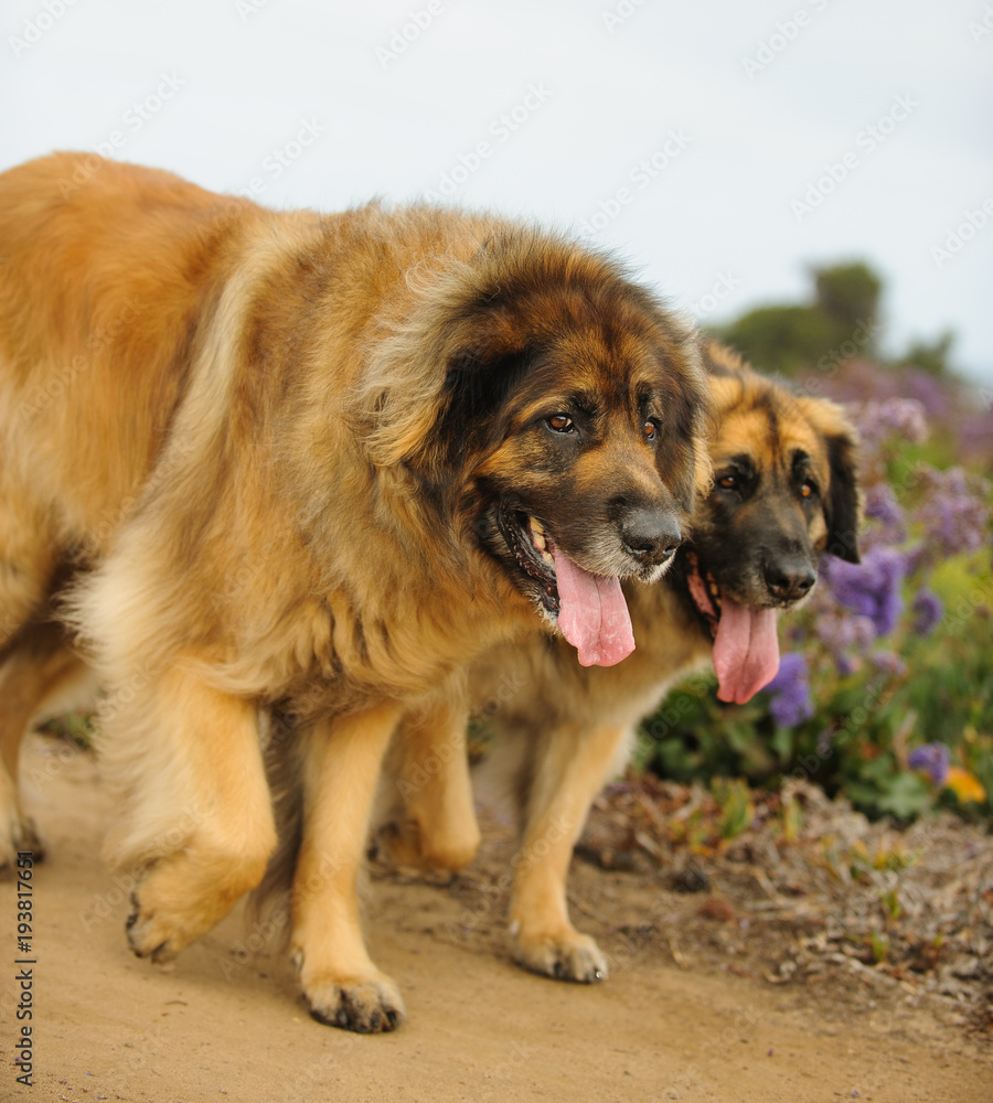 Two Leonberger dogs outdoor portrait walking side by side Two Leonberger dogs outdoor portrait walking side by side