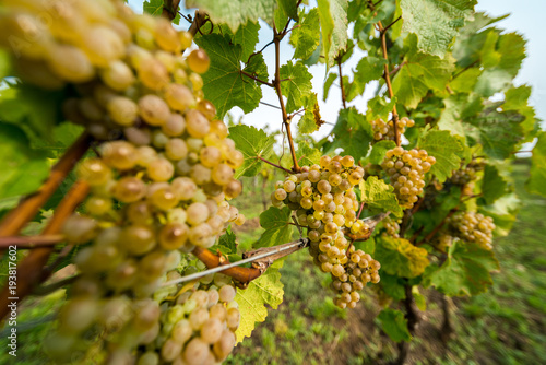 Wallpaper Mural Grapes of white vine on vineyeard Torontodigital.ca