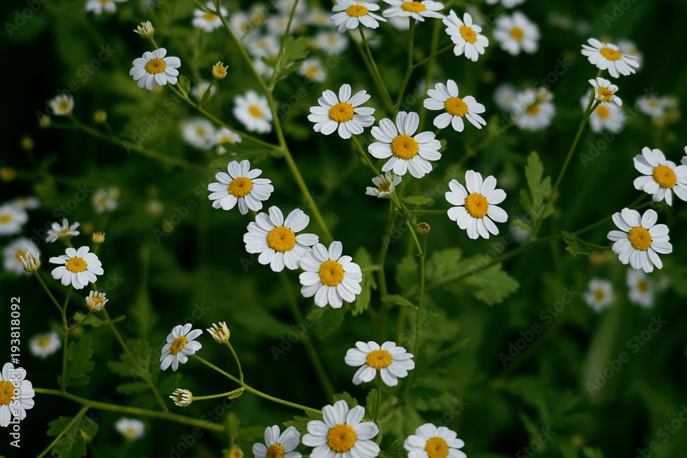 Fototapeta premium Chamomile flowers