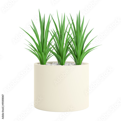 Decorative Palm plant planted white ceramic pot isolated on white background. 3D Rendering, Illustration.