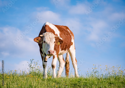 Braunvieh Kuh auf einer Weide im Allgäu blickt neugierig