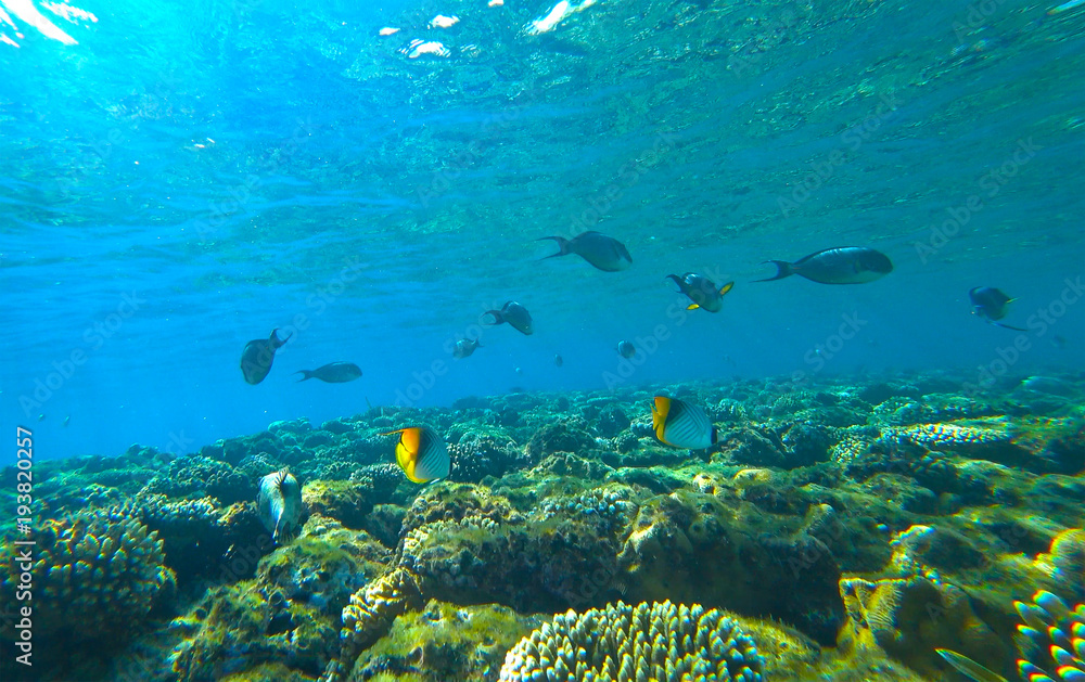 Fototapeta premium coral reef and butterfly fish