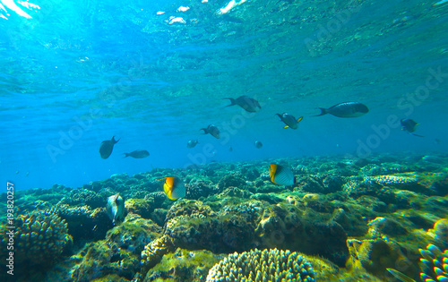 coral reef and butterfly fish