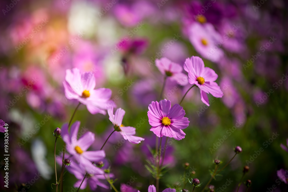 Cosmos flower in the green fields. Cosmos flower in the green fields.