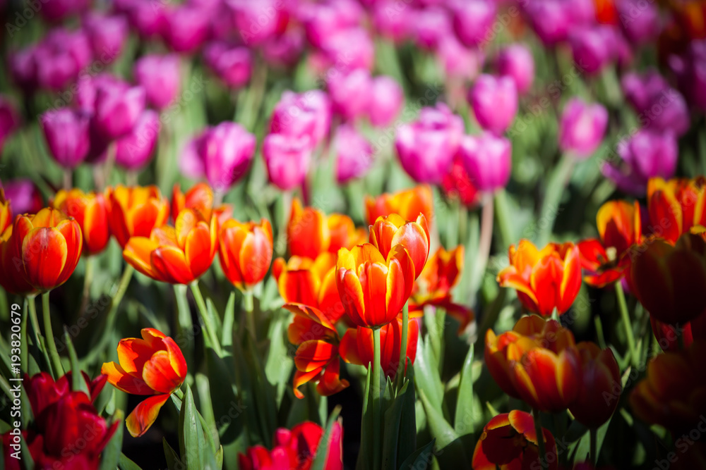 Tulips in the garden at the morning. Tulips in the garden at the morning.