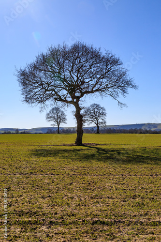 Wallpaper Mural Winter Trees Torontodigital.ca