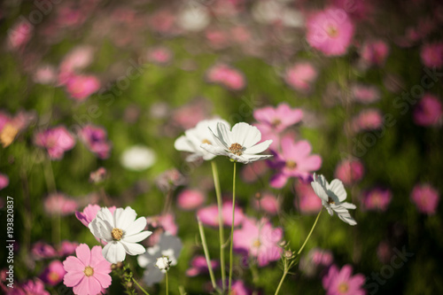 Cosmos flower in the green fields. © peterkai