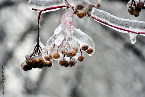 tree branches covered with ice photo