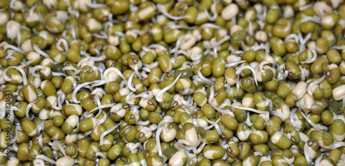 Germinated sprouts of mung beans texture background healthy seeds