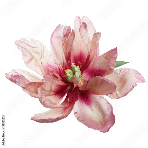 Beautiful peony flower of unusual color isolated on white background.