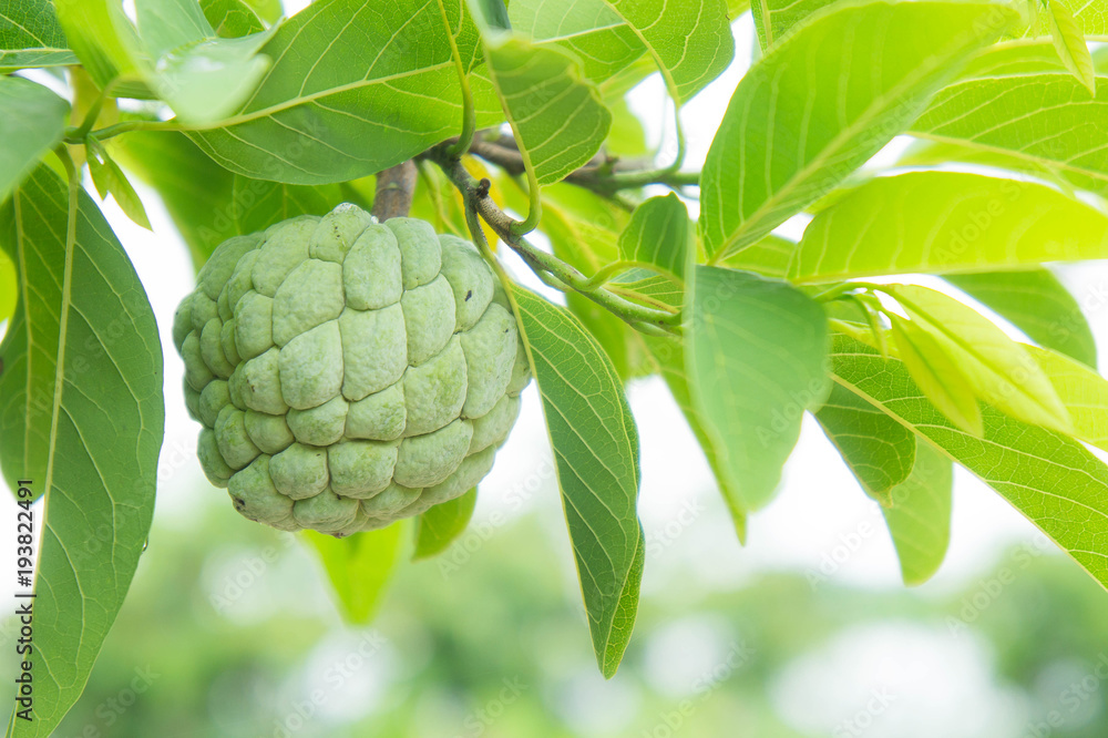 Fototapeta premium custard apple on the tree fruit of thailand