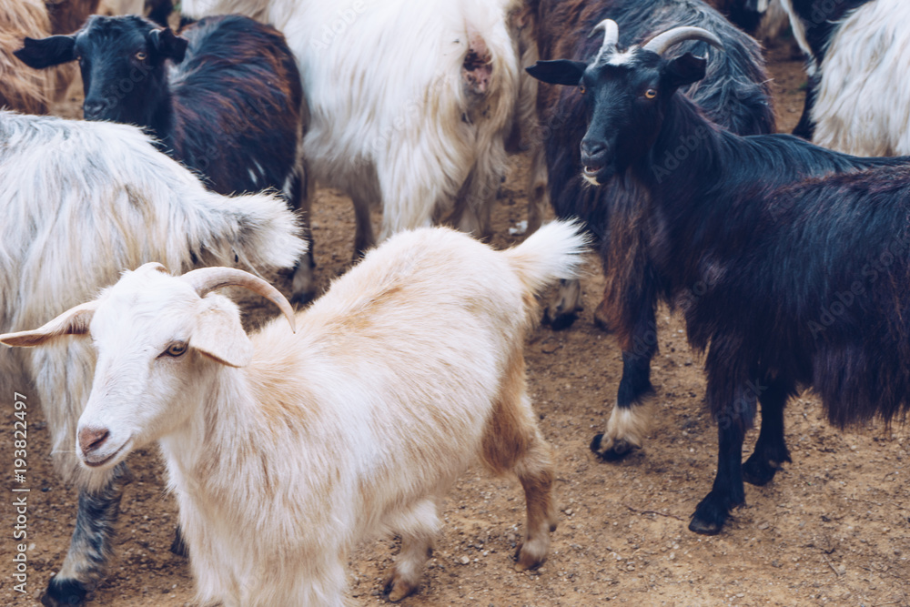 Obraz premium Goats on a farm.