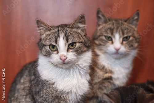 Two cats together indoors shelter. photo