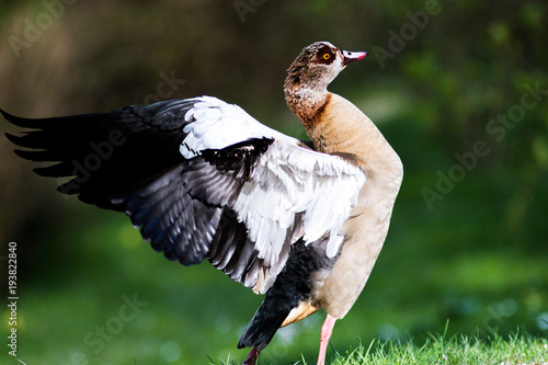 backwing duck photo