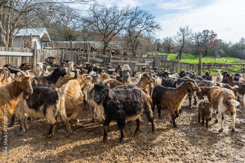 Goats on a farm.