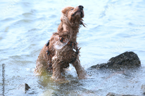 dog spaniel walk swimming water nature river stones life mammal swim diving wet drops splashes