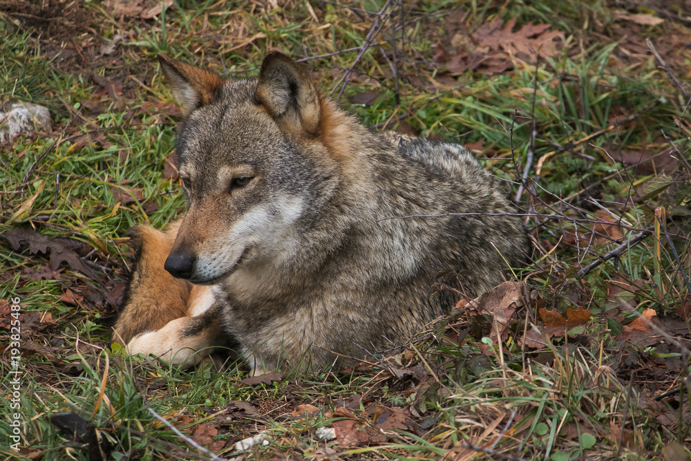 Naklejka premium Ritratto di un lupo selvatico seduto nel prato
