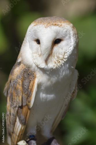 Common or Western Barn Owl latin name Tyto Alba a nocturnal bird of prey found throughout Europe and North Africa