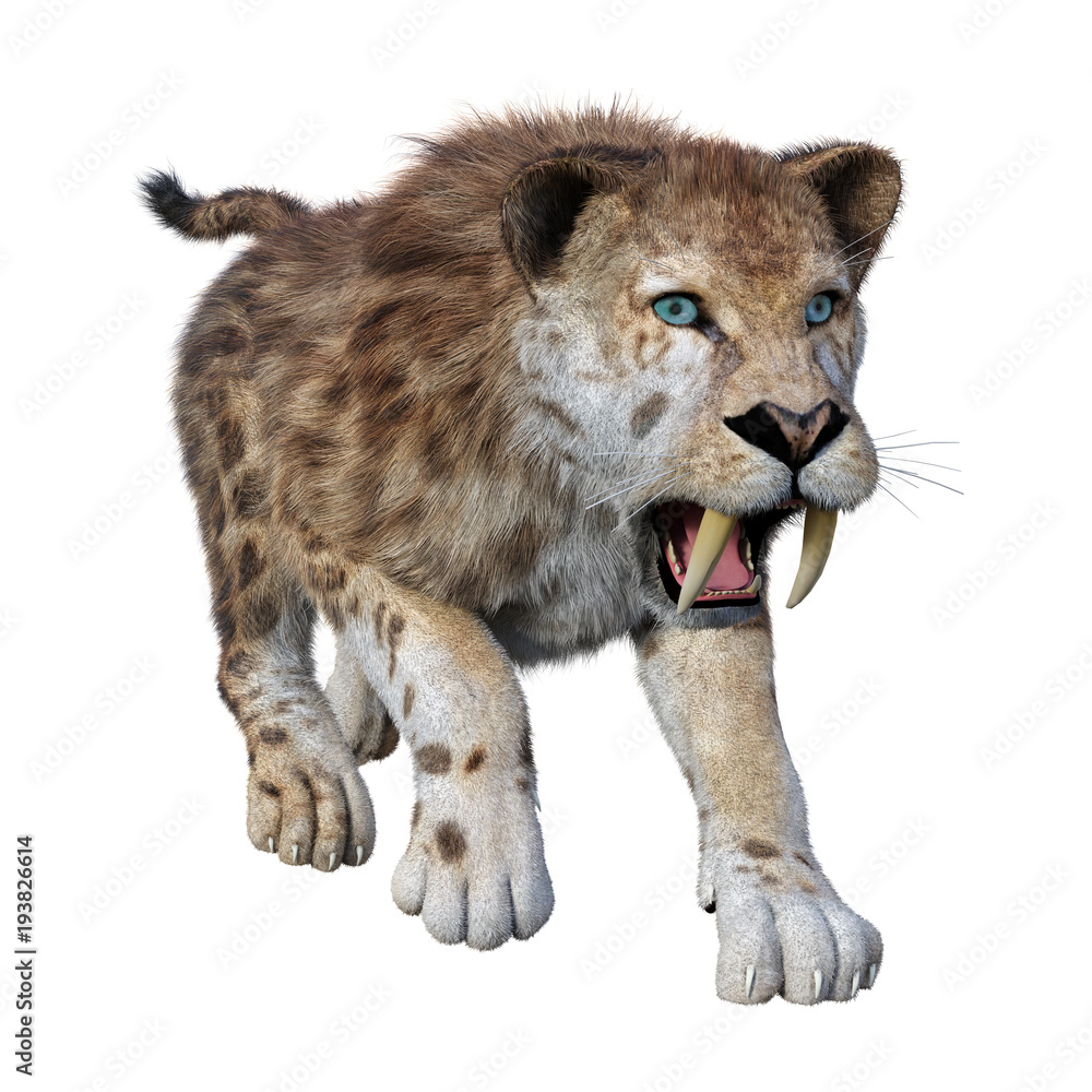 Obraz premium 3D Rendering Sabertooth Tiger on White
