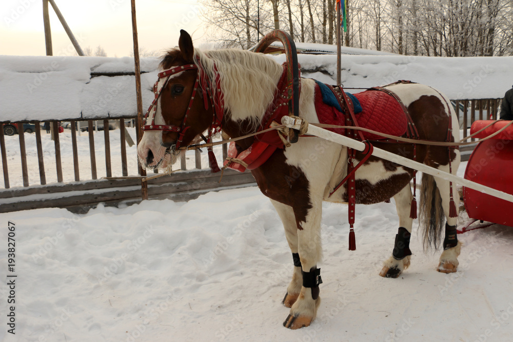 riding on horses in Russia, on carnival riding on horses in Russia, on carnival