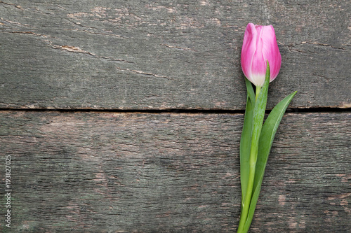 Fototapeta Naklejka Na Ścianę i Meble -  Pink tulip on grey wooden table