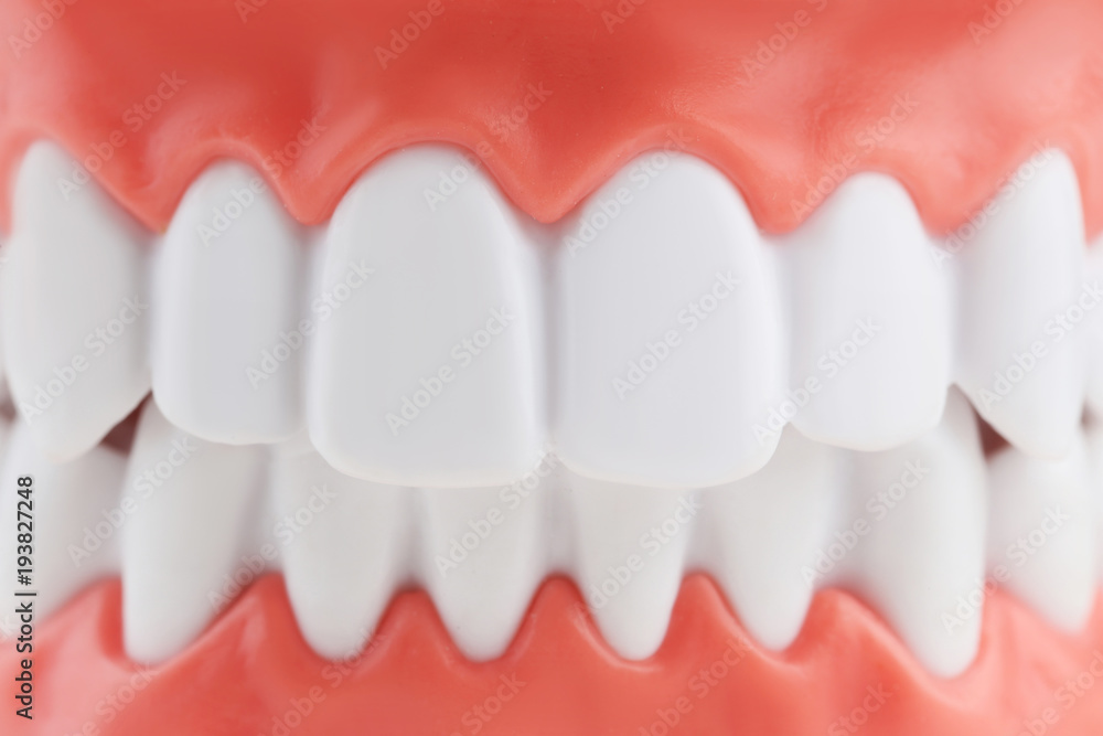 Obraz premium Teeth model background
