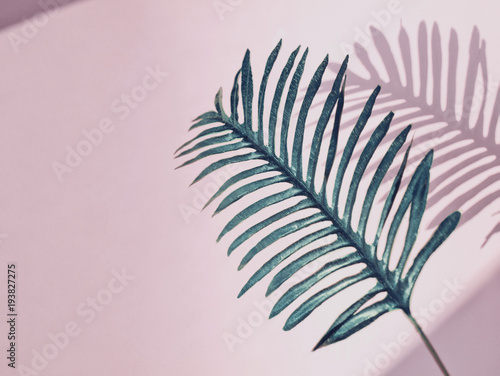 Big tropical leaf isolated on light pink background with sunlight and shadows. Flat lay. Copy space