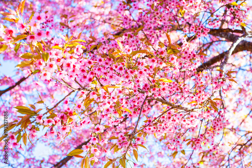 Wild Himalayan Cherry Blossoms in spring season, Pink Sakura Flower