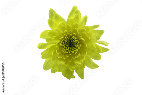 Yellow chrysanthemum flowers.isolated on white background with clipping path.