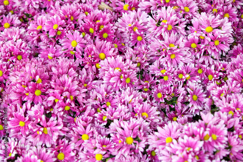 Pink Mum flower background.
