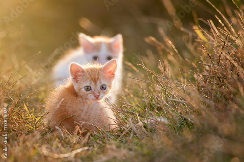 Two Cute young baby red kitten on a beautiful light