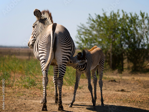 Zebra mom feeding its foal