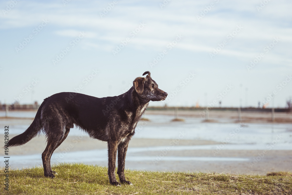 happy australian shepherd dog puppy pet silhouette on sandy beach happy australian shepherd dog puppy pet silhouette on sandy beach