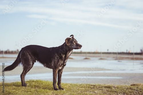 happy australian shepherd dog puppy pet silhouette on sandy beach