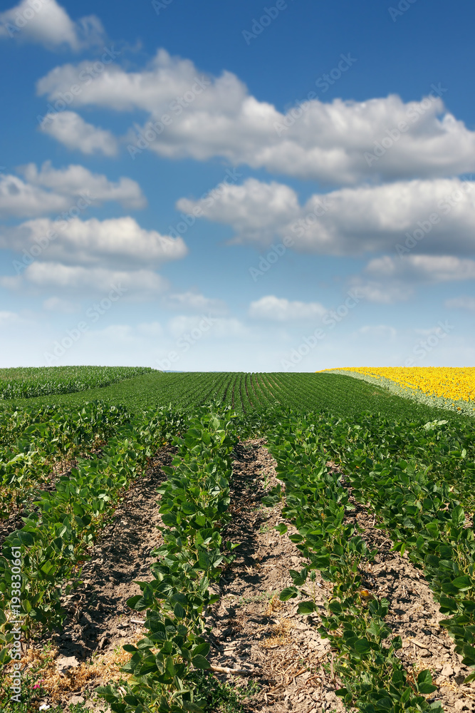 soybean field agriculture summer seasom