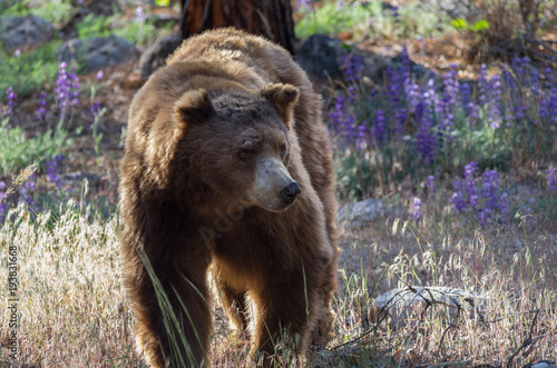 Brown Bear Coming Out of Forest