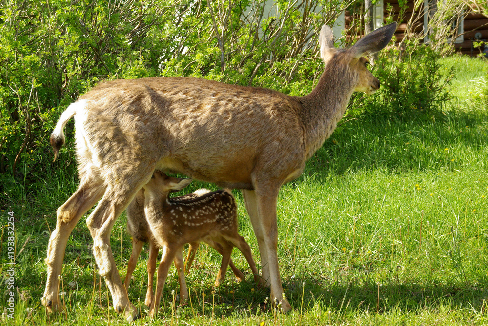 Mother Deer Feeding Twin Baby Fawns Mother Deer Feeding Twin Baby Fawns