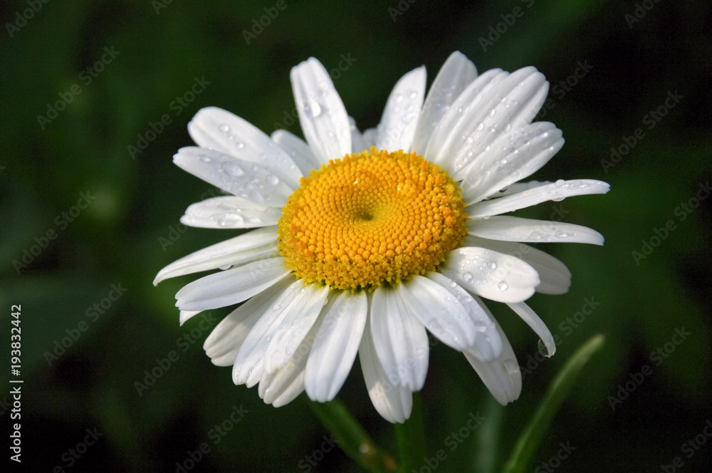 Bright White and Yellow Daisy with Morning Dew on Petals Bright White and Yellow Daisy with Morning Dew on Petals