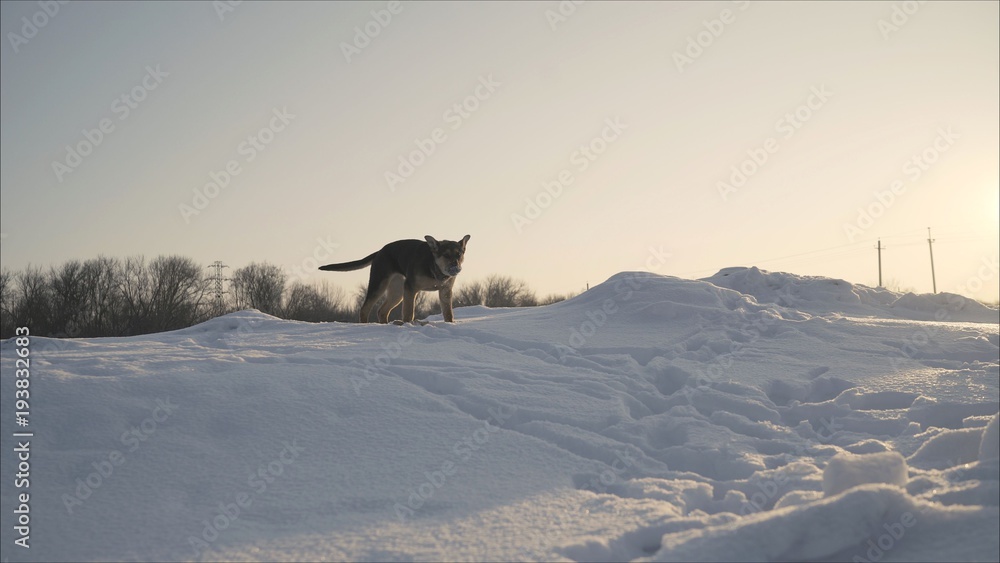 German Shepherd runs in the teeth with a stick. German Shepherd runs in the winter on snow.