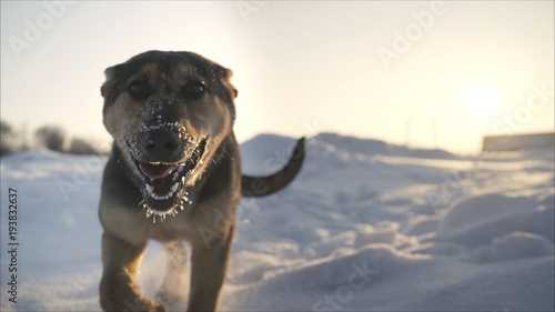 Fototapeta Naklejka Na Ścianę i Meble -   German Shepherd runs in the teeth with a stick. German Shepherd runs in the winter on snow.