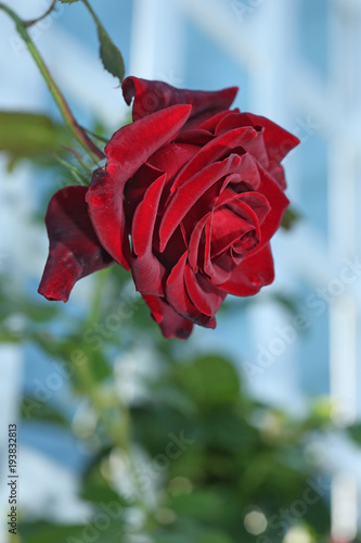 rote Rose im Sonnenlicht vor wei  em Rankgitter