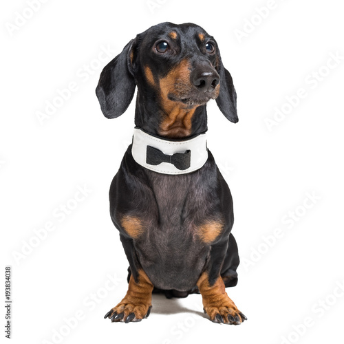 Portrait of cute dog, dachshund, black and tan, wearing bow tie, isolated on white background.