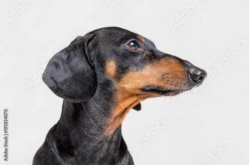 Portrait profile of an adorable dog (puppy) of the dachshund breed, black and tan, on isolated on gray background