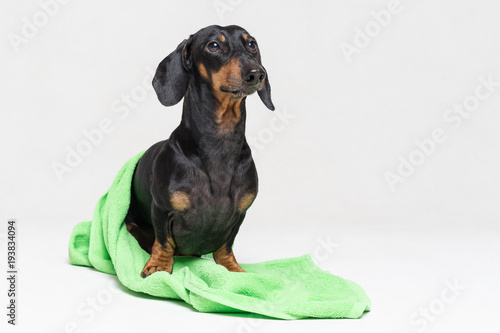 dog breed of dachshund, black and tan, after a shower with a geen towel isolated on gray background