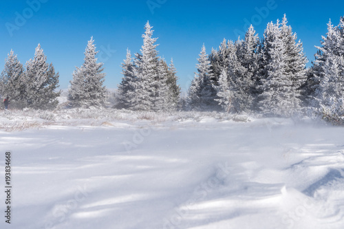 Winter landscape of snow covered field and small pine trees forest in background